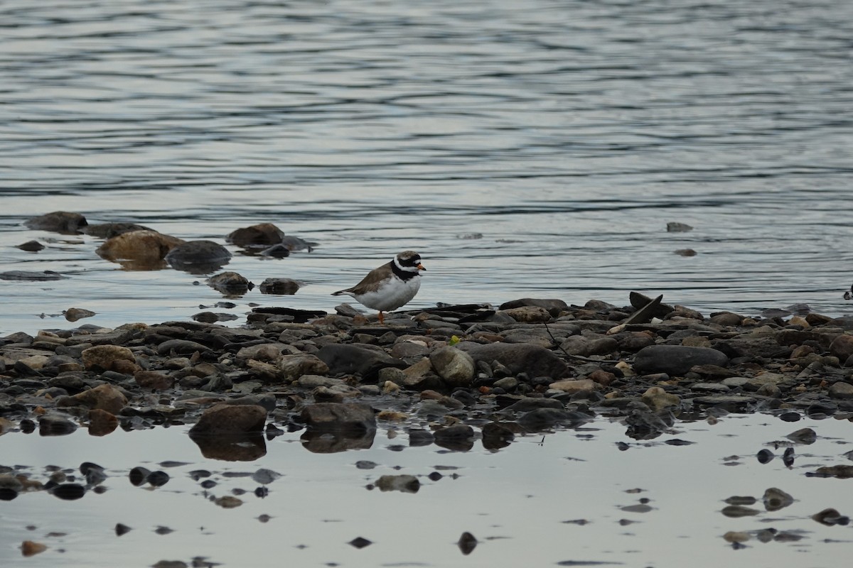 Common Ringed Plover - ML613771305
