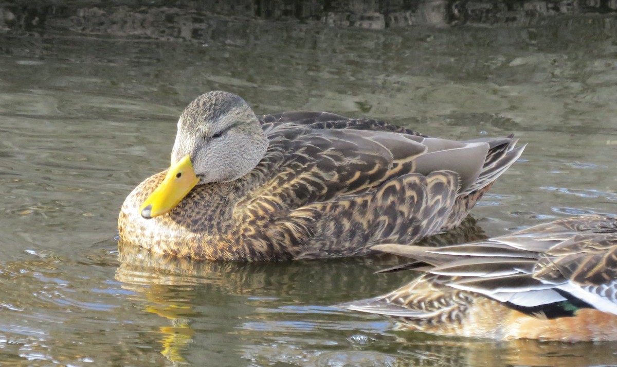 Mexican Duck - ML613771471