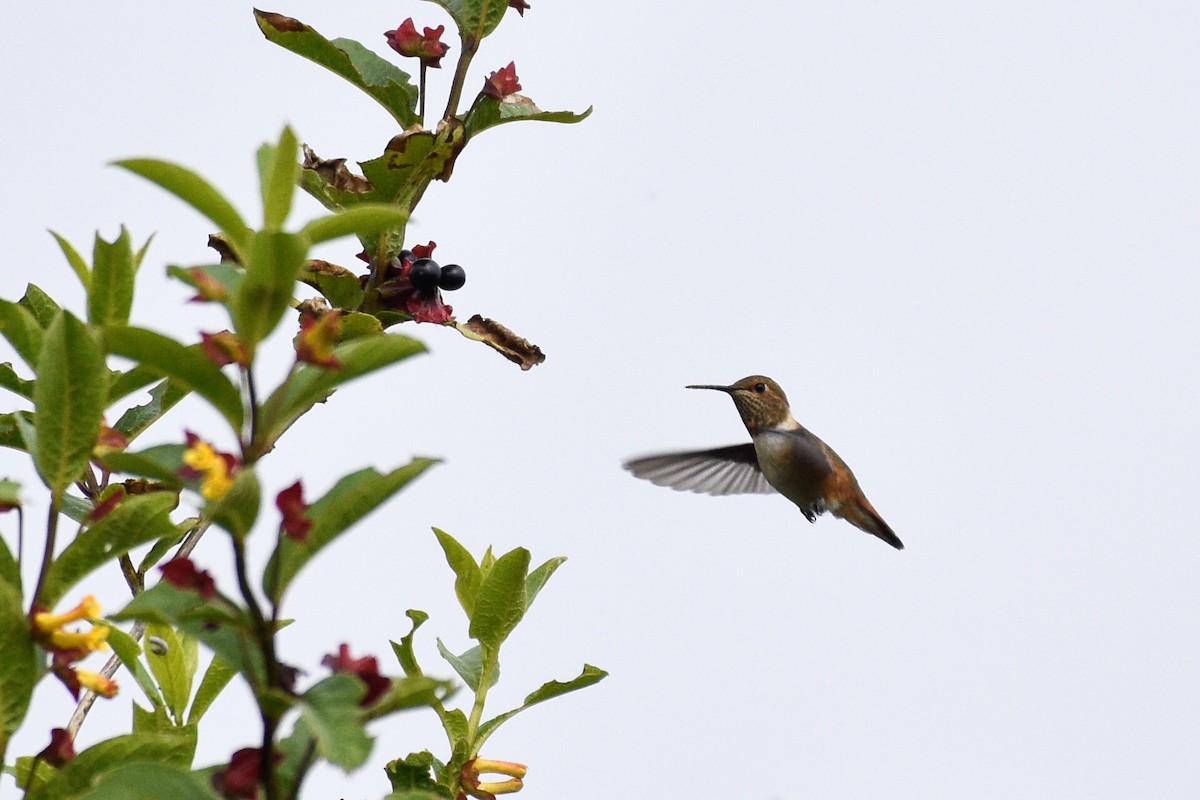 Allen's Hummingbird - Max Brodie