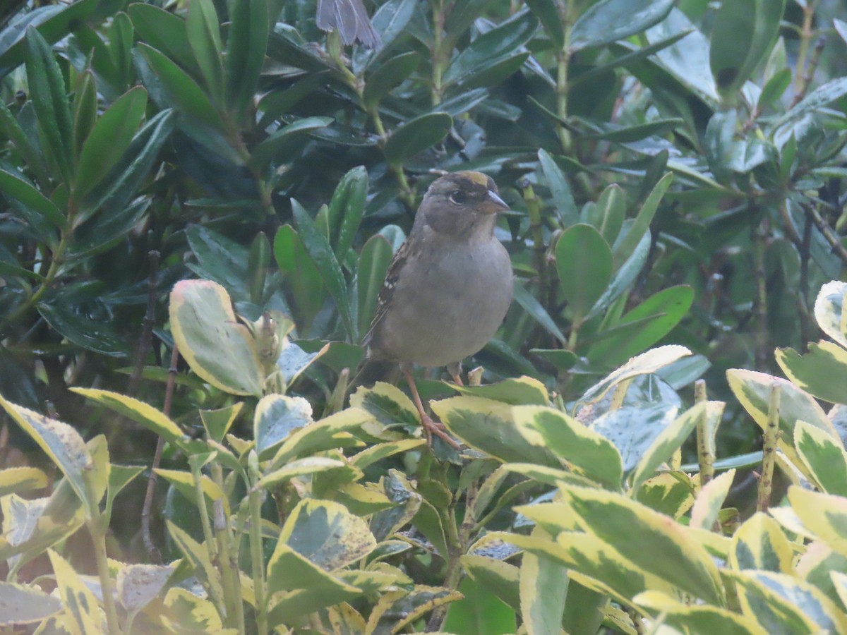 Golden-crowned Sparrow - ML613771647