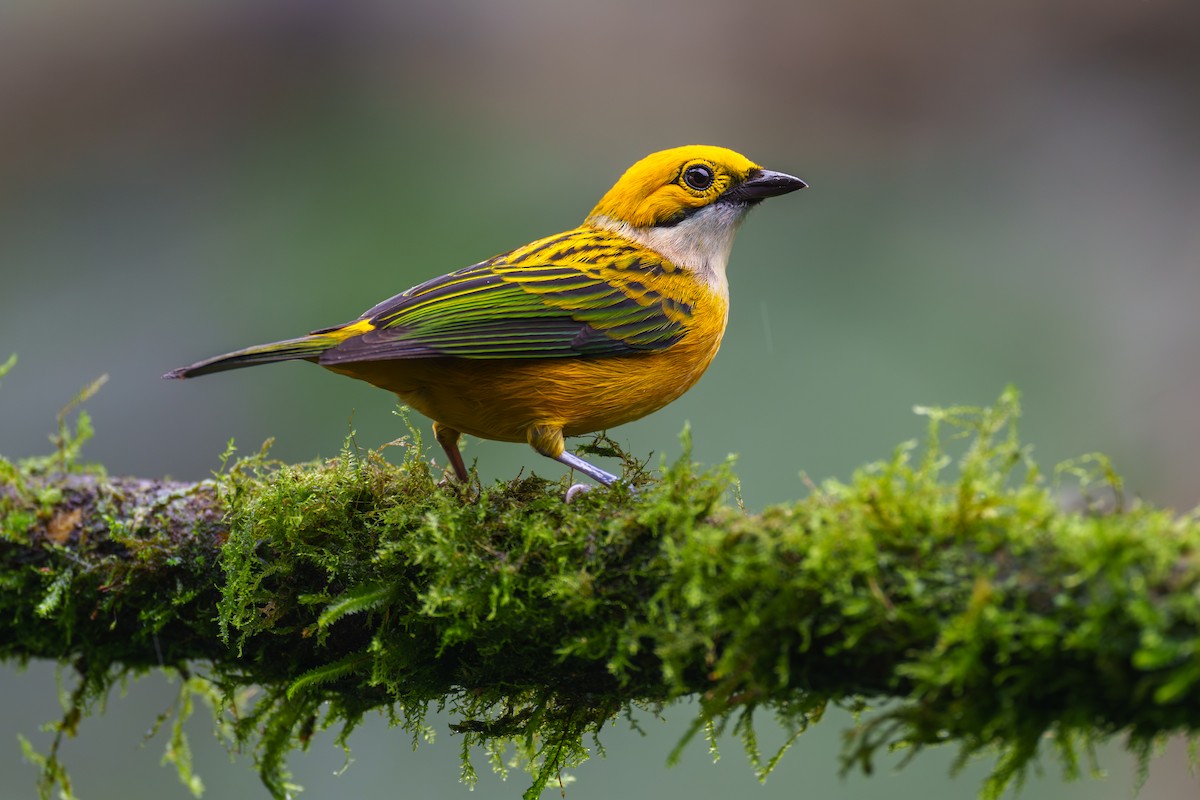 Silver-throated Tanager - ML613771658