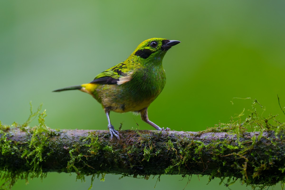 Emerald Tanager - ML613771699