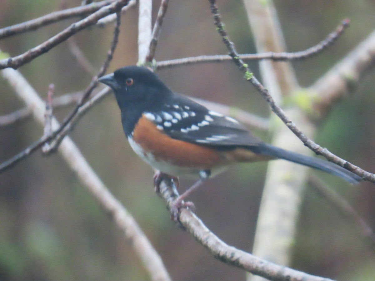 Spotted Towhee - ML613771711