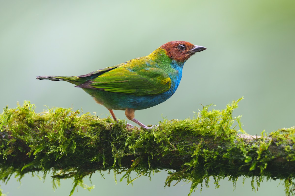 Bay-headed Tanager - ML613771735