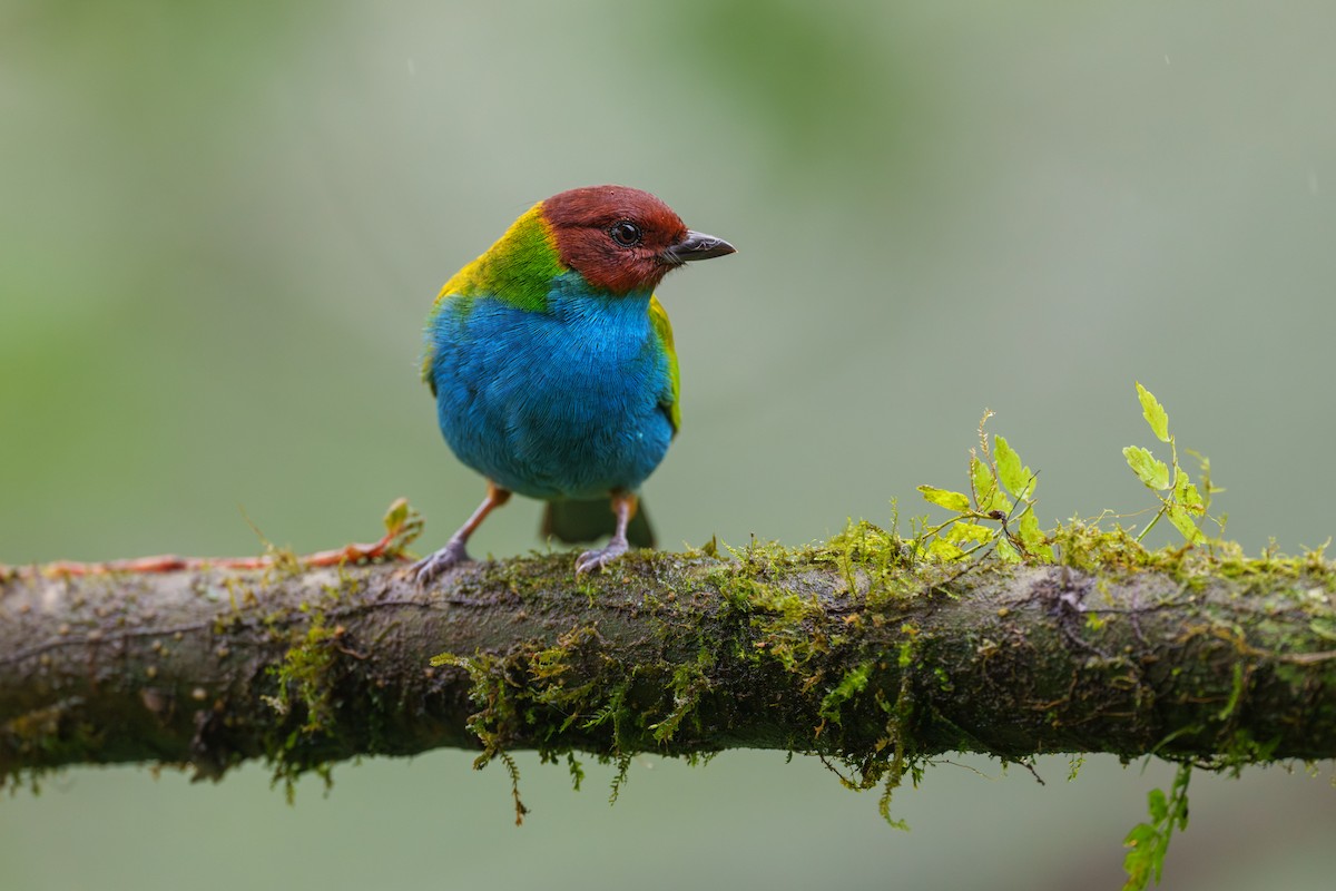 Bay-headed Tanager - ML613771736