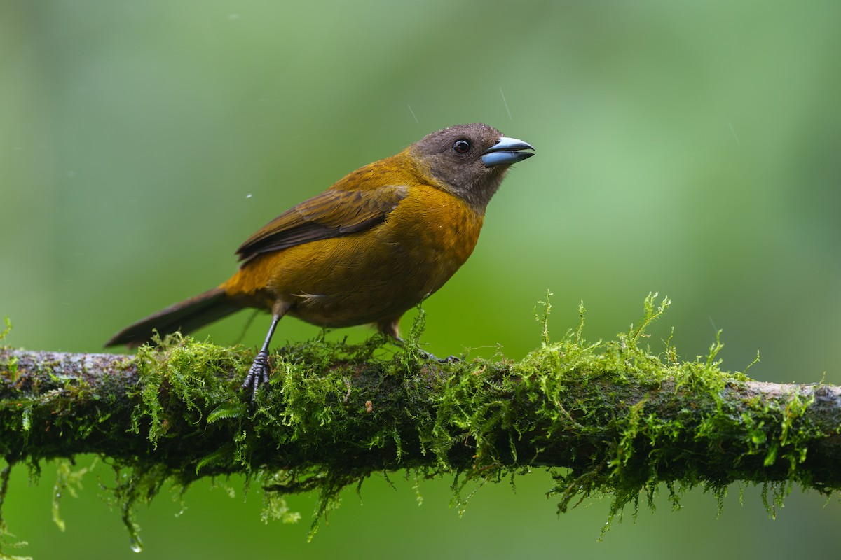 Scarlet-rumped Tanager - ML613771751