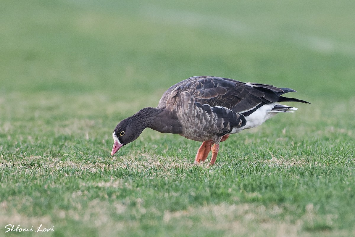 Lesser White-fronted Goose - ML613771868
