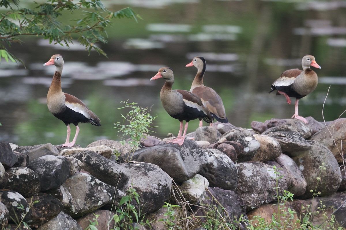 Black-bellied Whistling-Duck (autumnalis) - ML613771989