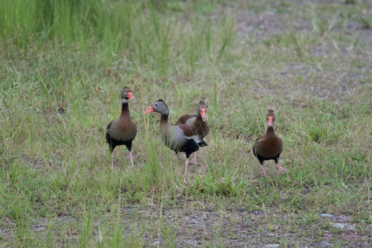 Black-bellied Whistling-Duck (autumnalis) - ML613771991