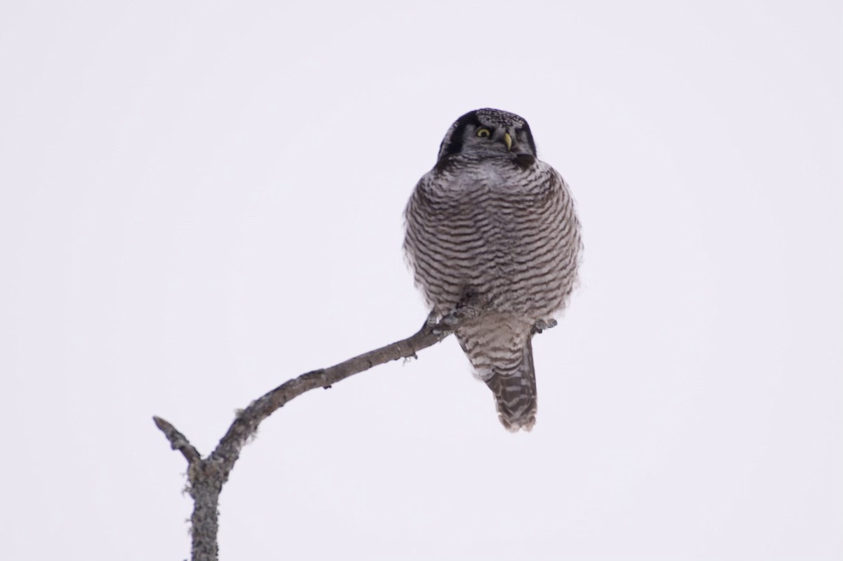 Northern Hawk Owl - ML613772166