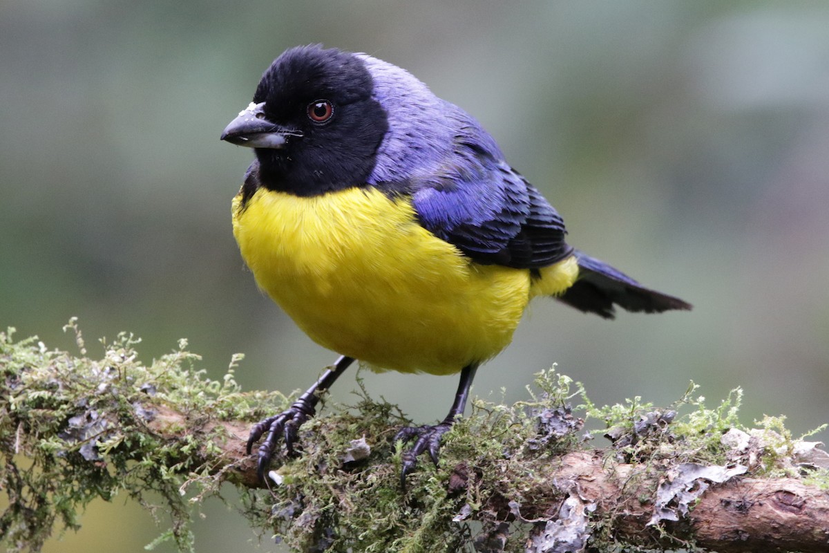 Hooded Mountain Tanager - ML613772365