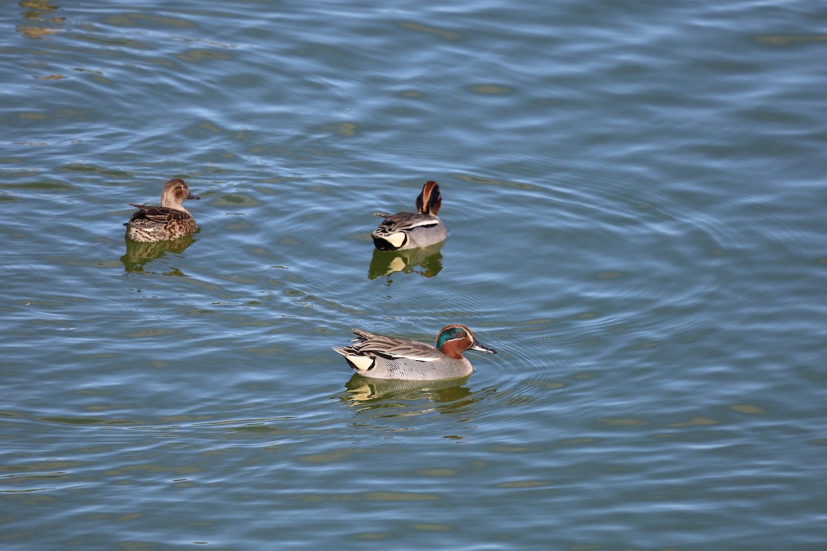 Green-winged Teal - ML613772472