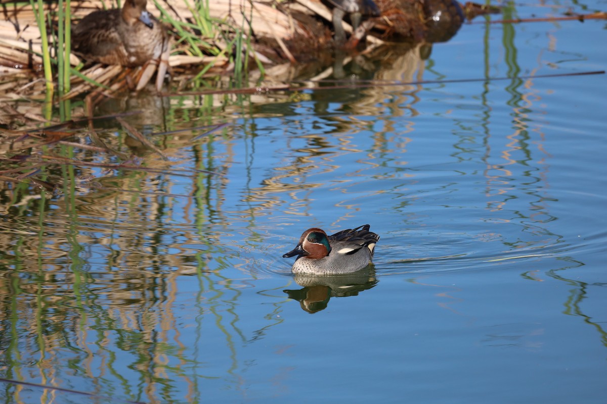 Green-winged Teal - ML613772474