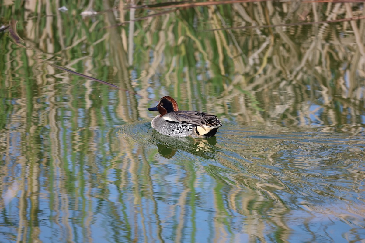 Green-winged Teal - ML613772475