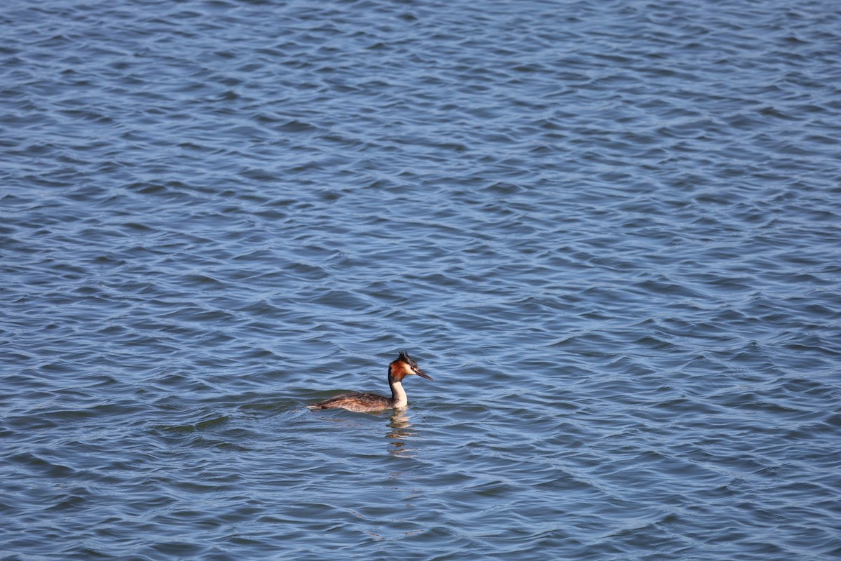 Great Crested Grebe - ML613772520