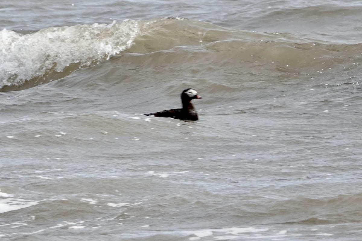 Long-tailed Duck - ML613772585