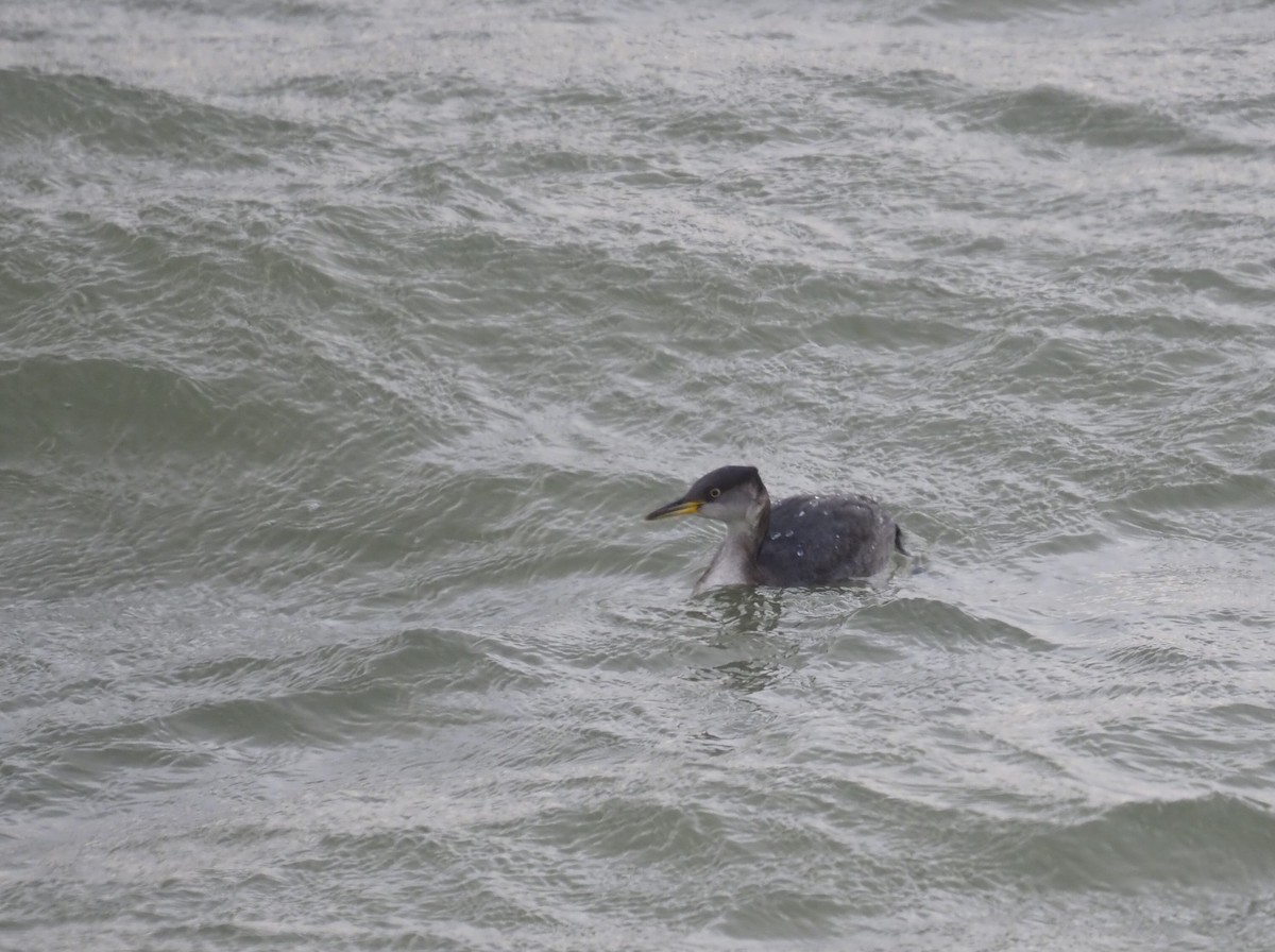 Red-necked Grebe - ML613772692
