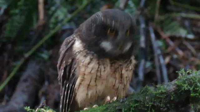 White-throated Screech-Owl - ML613772721