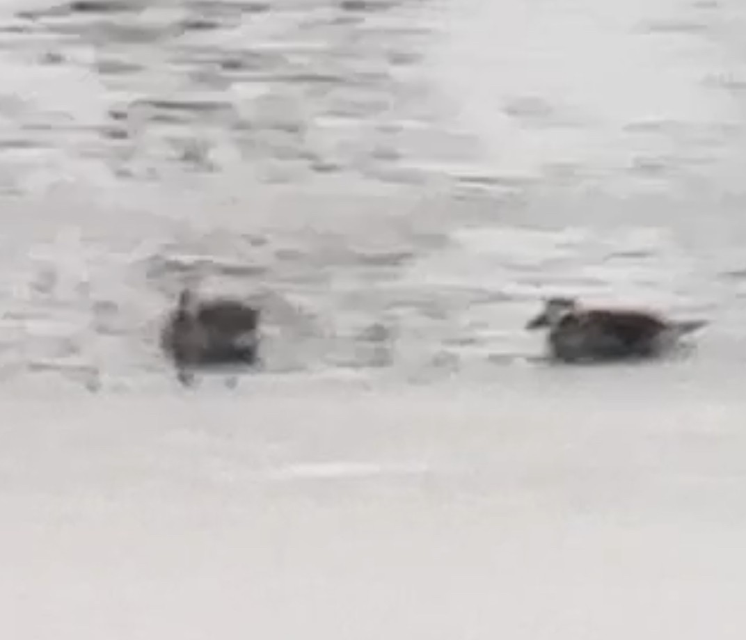 Long-tailed Duck - ML613772840