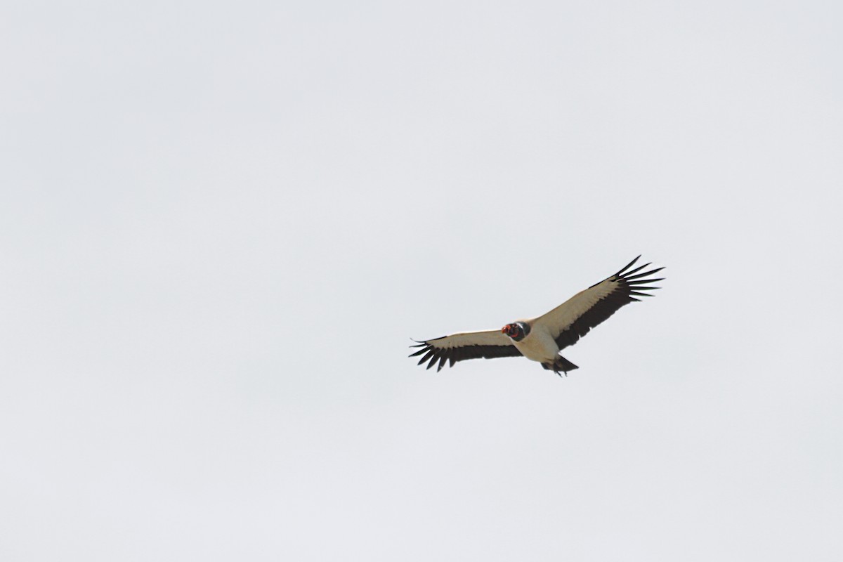 King Vulture - Lia Kajiki