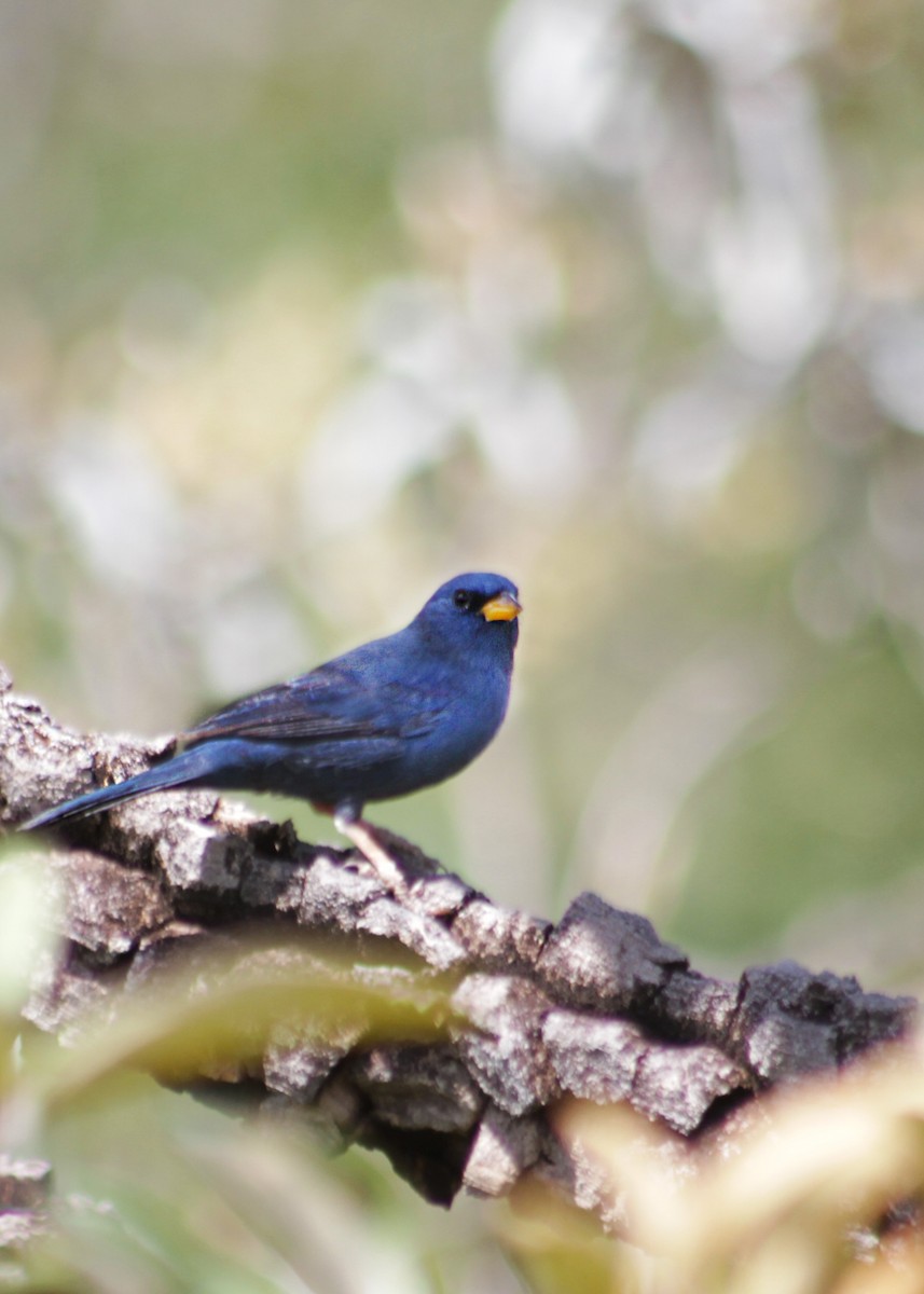 Blue Finch - Lia Kajiki