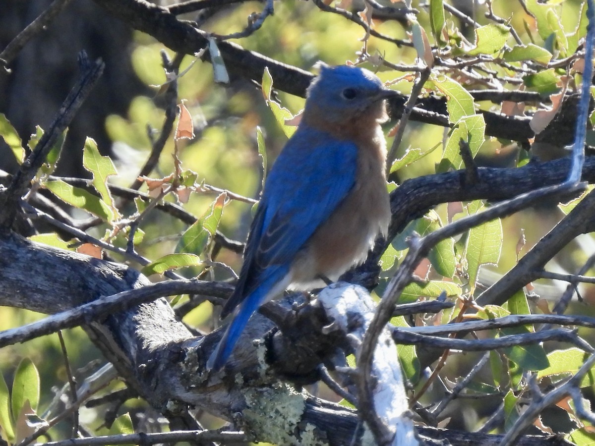 Eastern Bluebird (Mexican) - ML613773360