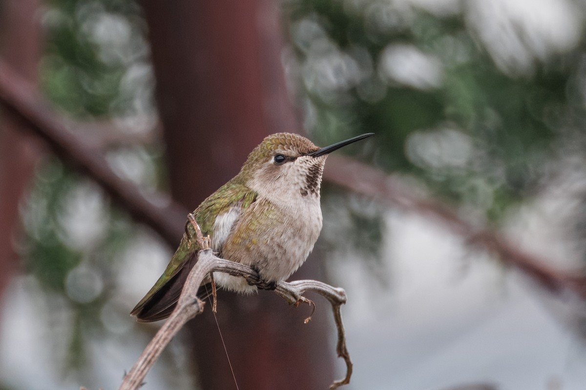 Anna's Hummingbird - ML613773408