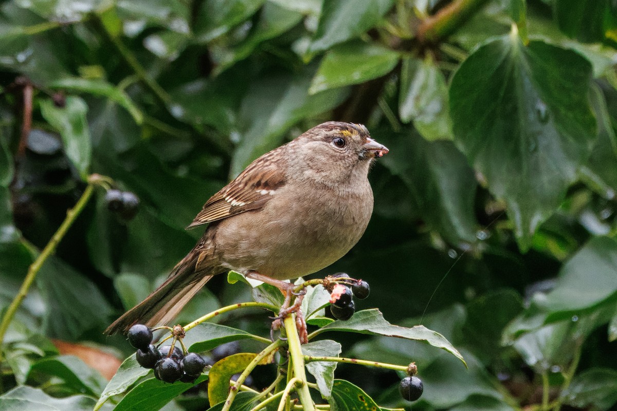 Golden-crowned Sparrow - John Callender