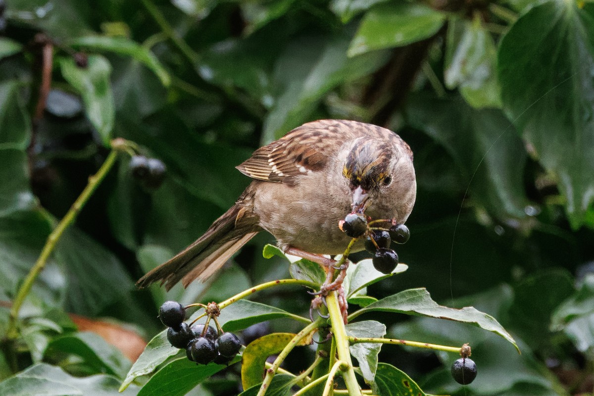 Golden-crowned Sparrow - John Callender