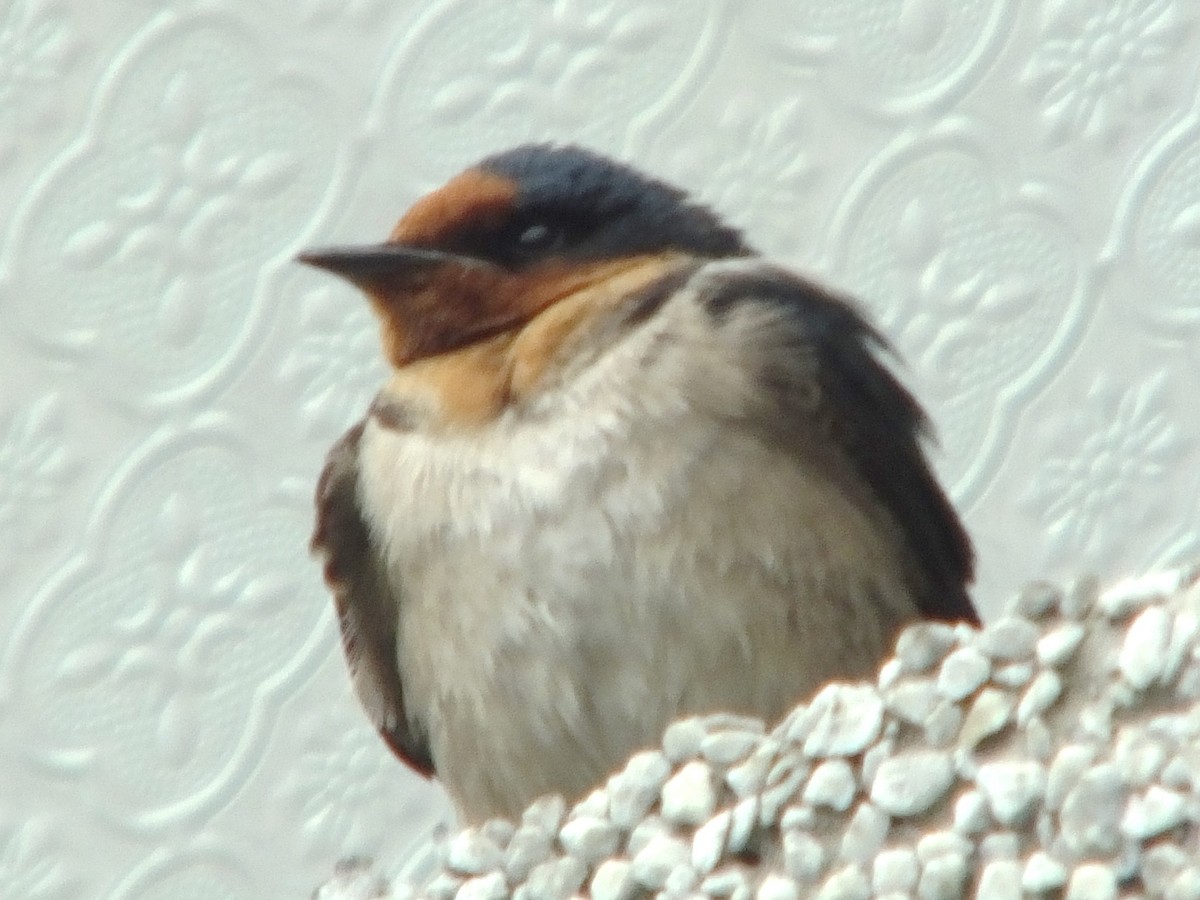 Pacific Swallow - ML613773539
