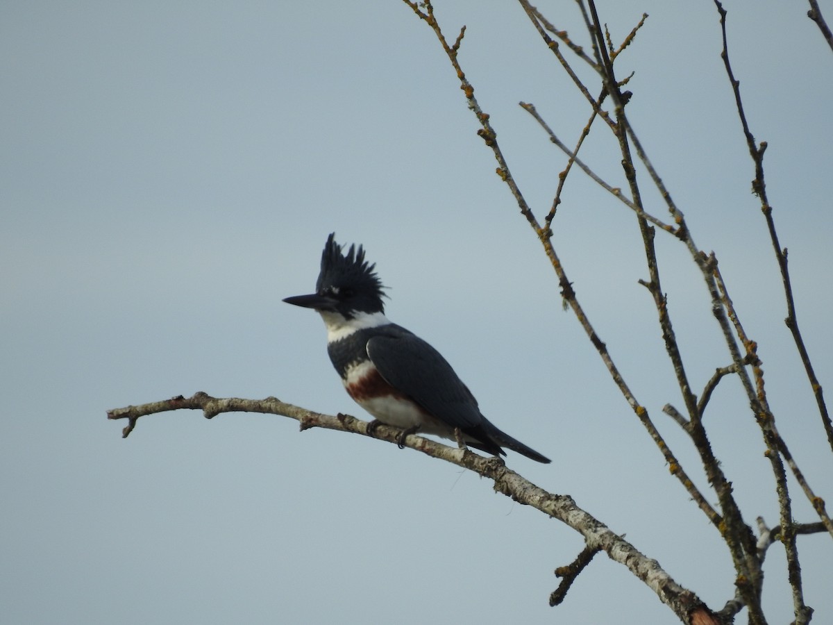 Belted Kingfisher - ML613773562