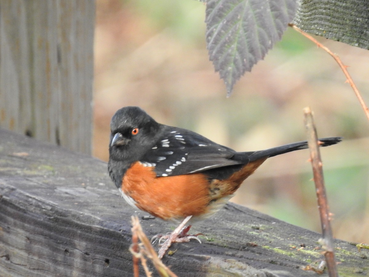 Spotted Towhee - ML613773590
