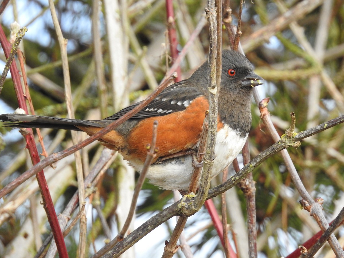 Spotted Towhee - ML613773591