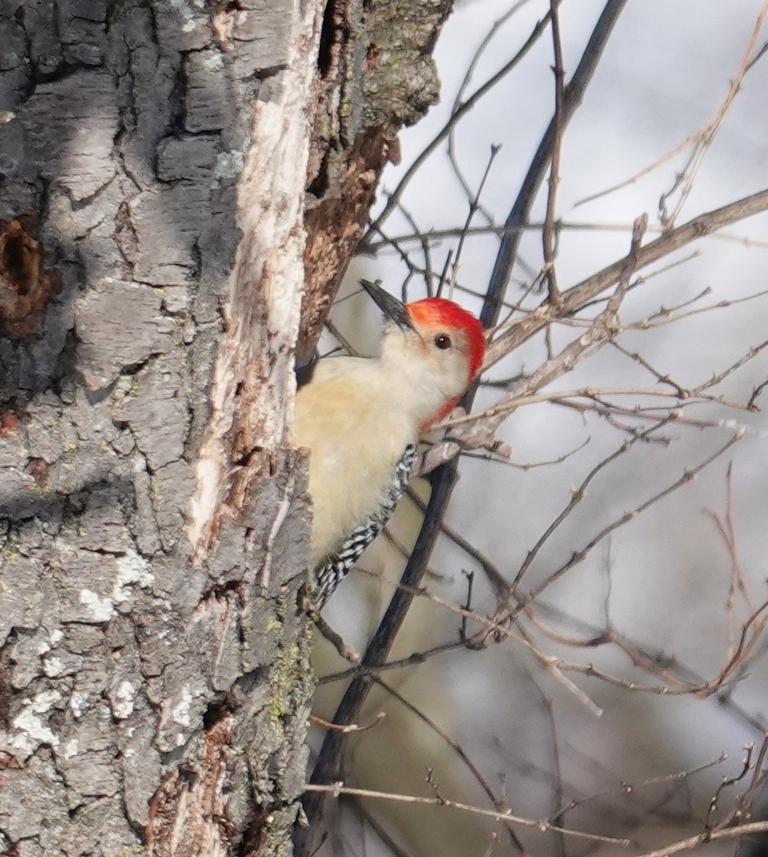 Red-bellied Woodpecker - ML613773666