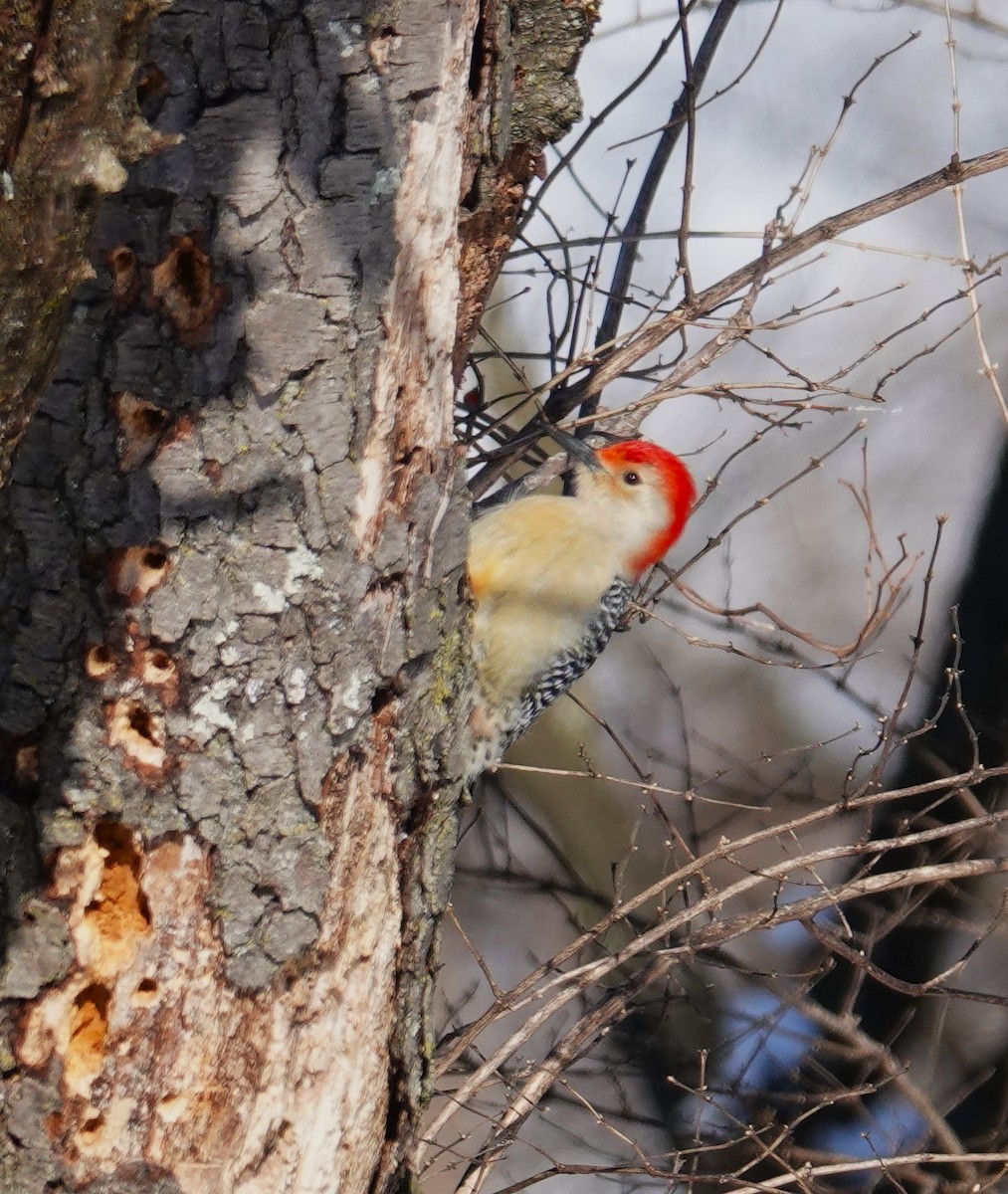 Red-bellied Woodpecker - ML613773668