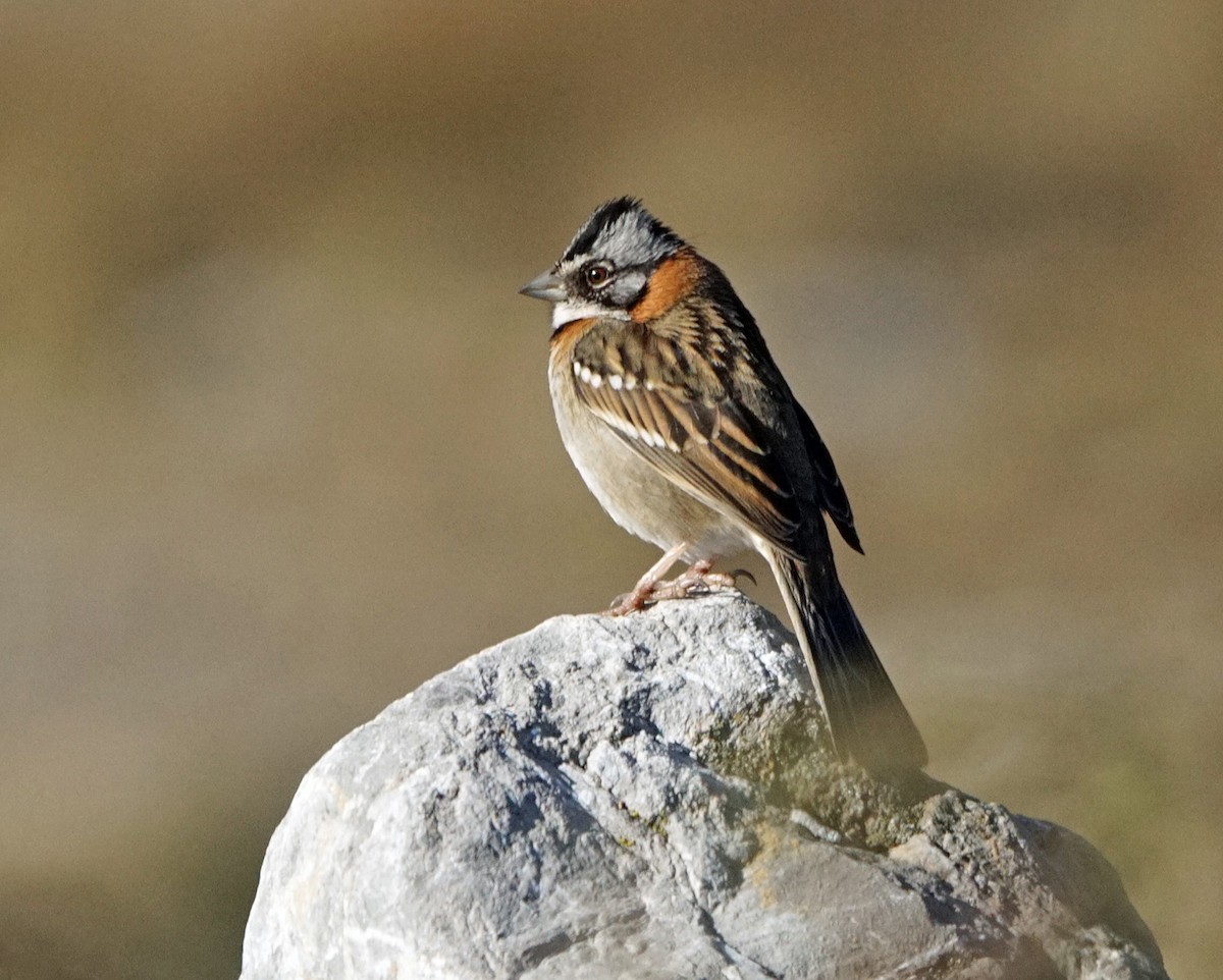 Rufous-collared Sparrow - ML613773759