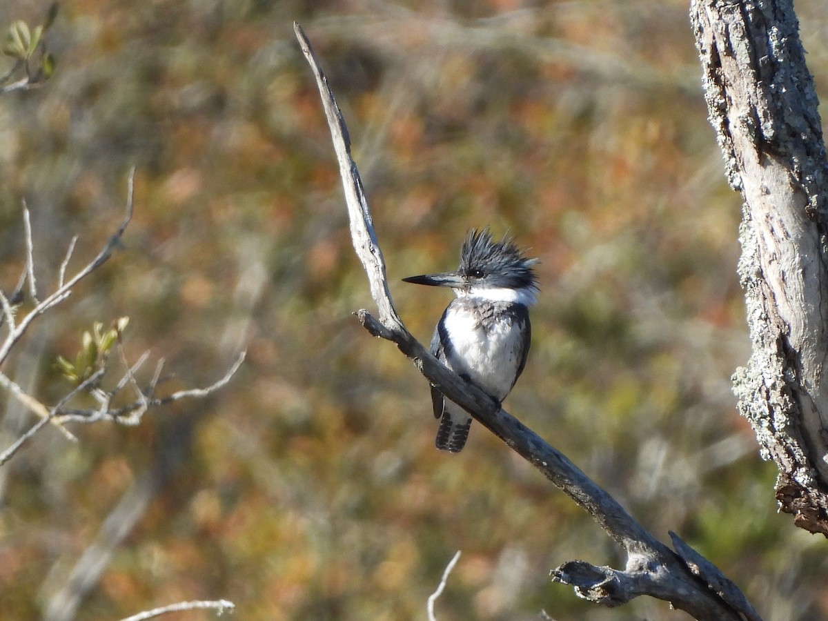 Belted Kingfisher - ML613774113