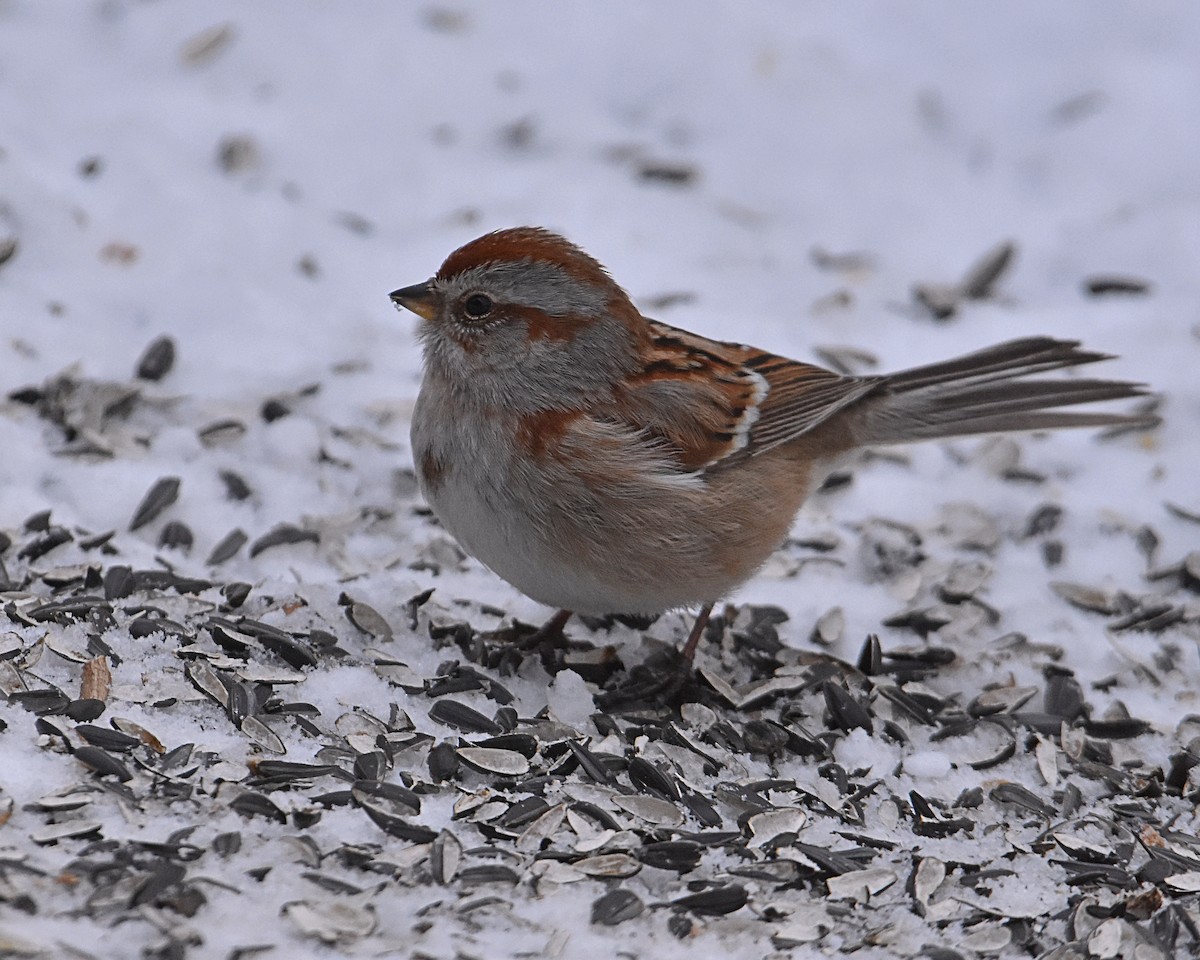 EBird Checklist 20 Jan 2024 Red Oaks Nature Center Friendship   1200