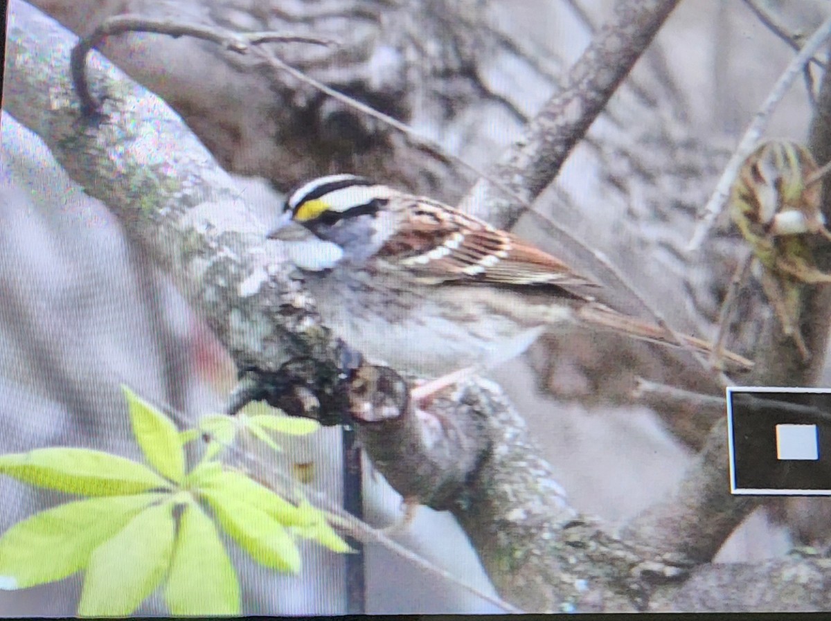 White-throated Sparrow - ML613774540