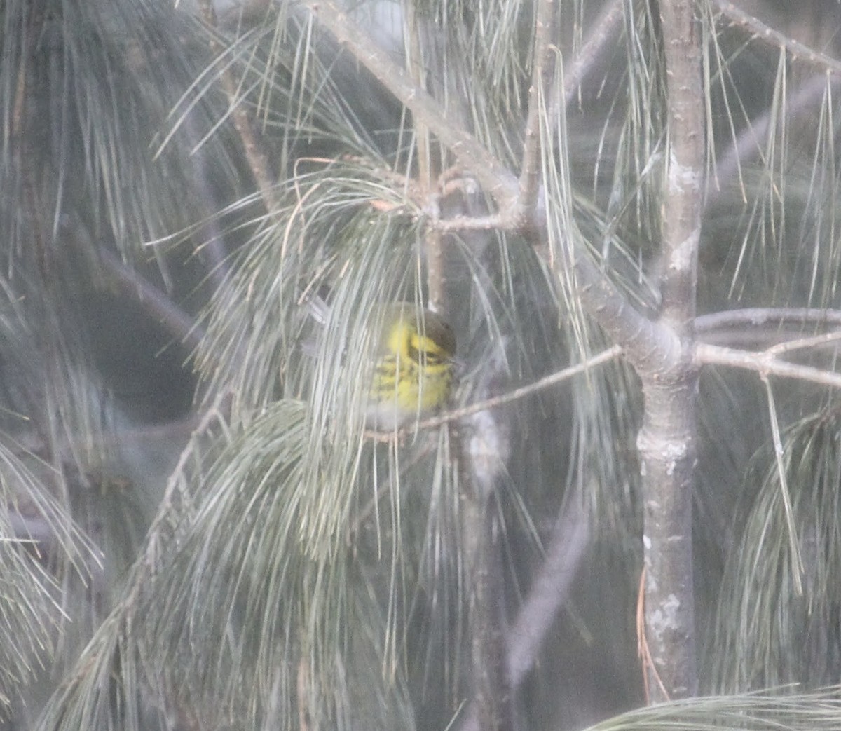 EBird Checklist 20 Jan 2024 Alewife Linear Park Bike Path 1 Species   1200