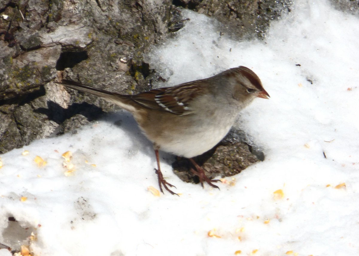 EBird Checklist 20 Jan 2024 Coon Creek Hunt Club 11 Species   1200