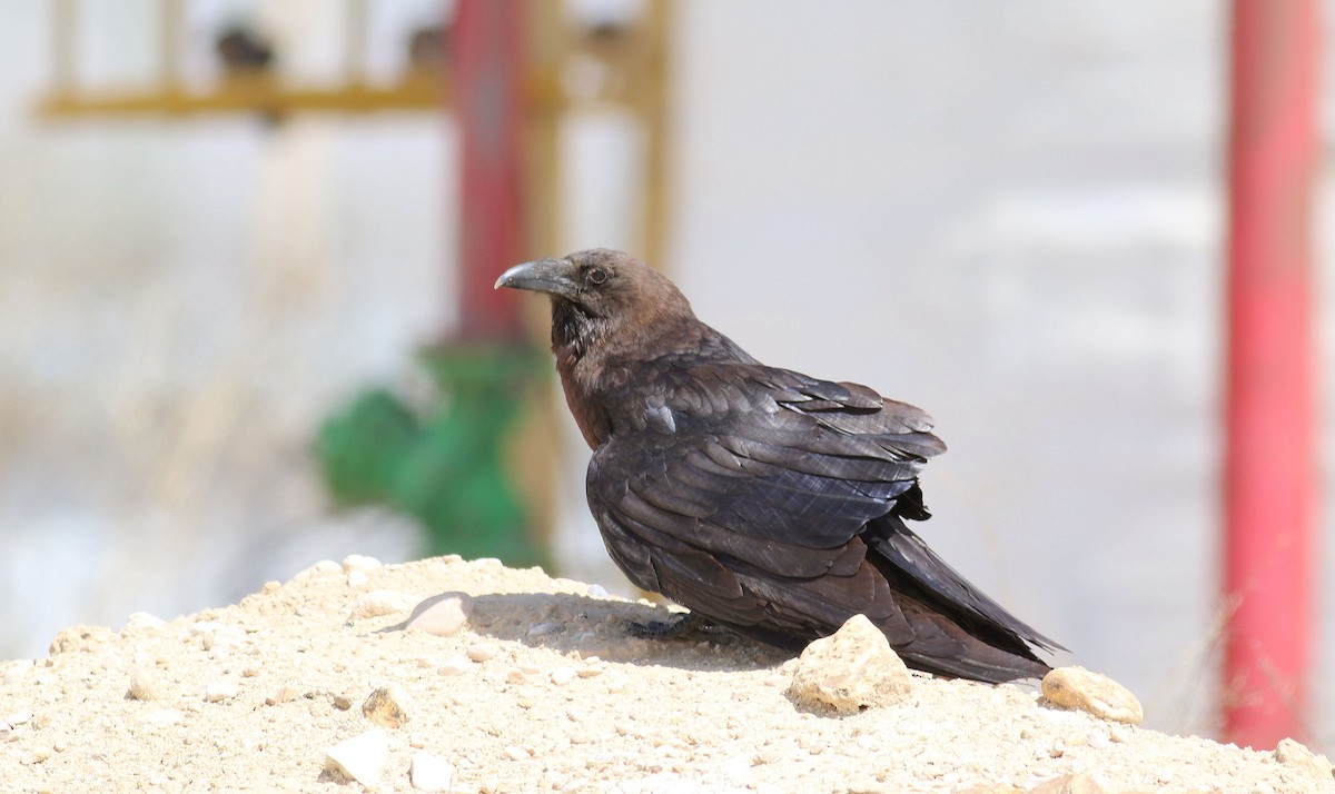 Brown-necked Raven - ML613774992