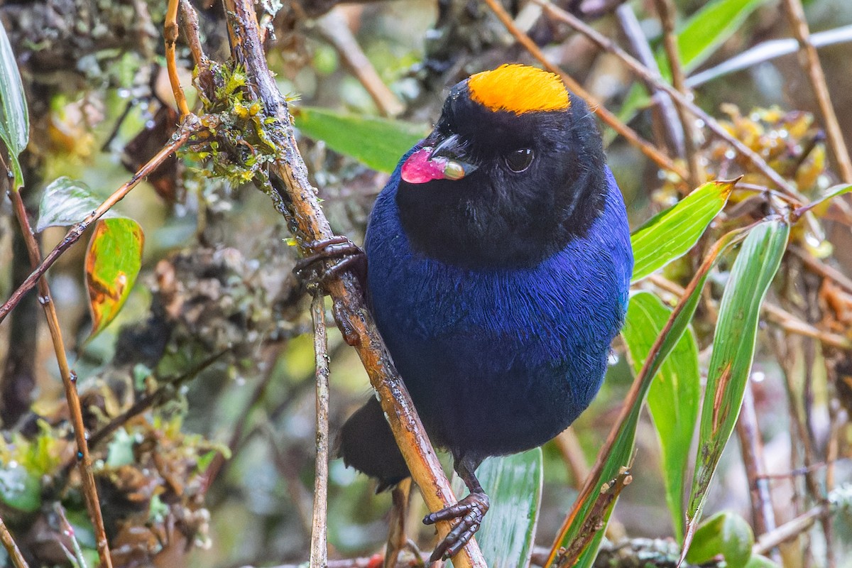 Golden-crowned Tanager - ML613775296