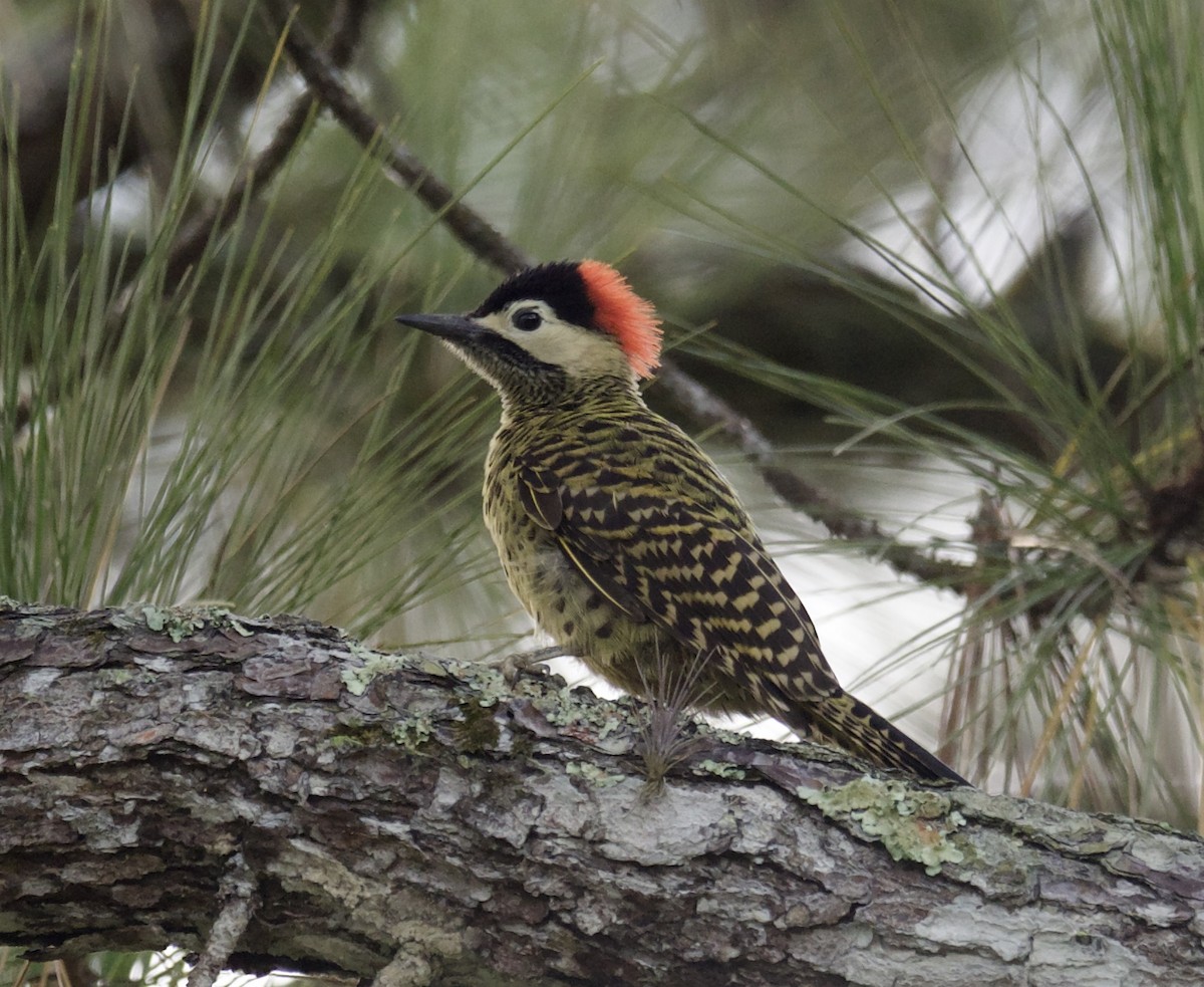 Green-barred Woodpecker - ML613775391