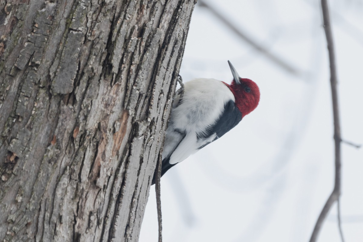Red-headed Woodpecker - ML613775409