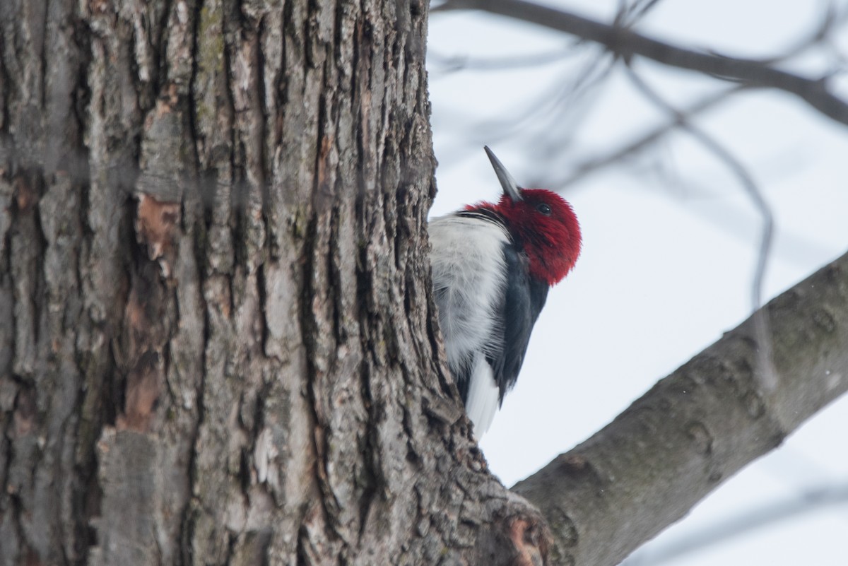 Red-headed Woodpecker - ML613775410