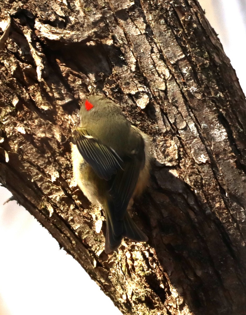 Ruby-crowned Kinglet - Christine Weisse