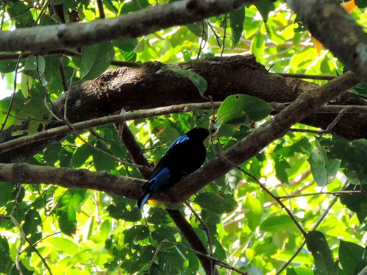 Palawan Fairy-bluebird - ML613775705
