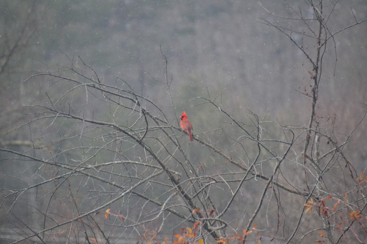 Northern Cardinal (Common) - ML613775710