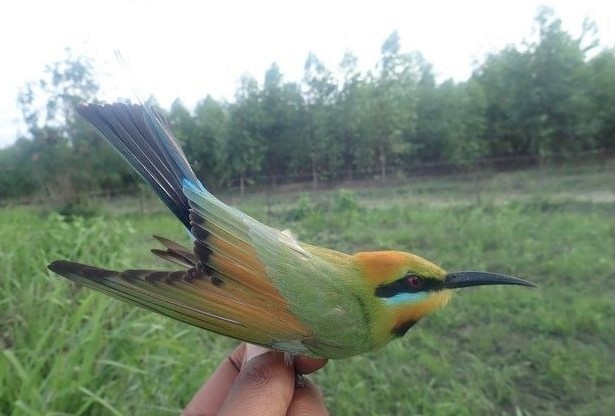 Rainbow Bee-eater - ML613775793